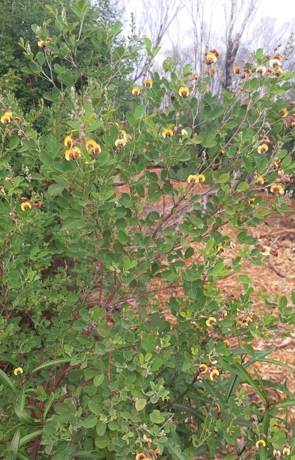 Goodia lotifolia at Flinders Chase, SA - 5 Sep 2021