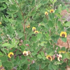 Goodia lotifolia at Flinders Chase, SA - 5 Sep 2021