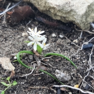 Wurmbea latifolia at suppressed - suppressed