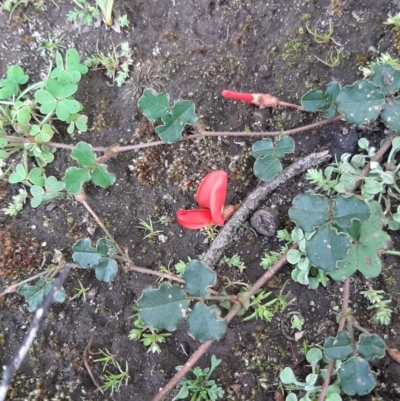 Kennedia prostrata (Running Postman) at Flinders Chase National Park - 5 Sep 2021 by laura.williams