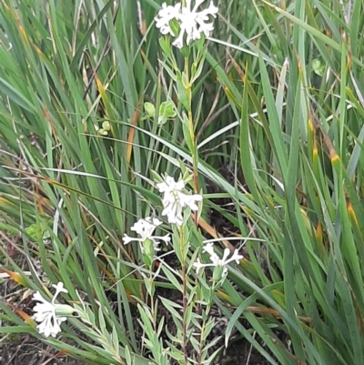 Pimelea stricta (Erect Riceflower) at Flinders Chase National Park - 5 Sep 2021 by laura.williams