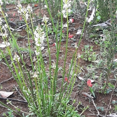 Stackhousia aspericocca at Flinders Chase National Park - 5 Sep 2021 by laura.williams