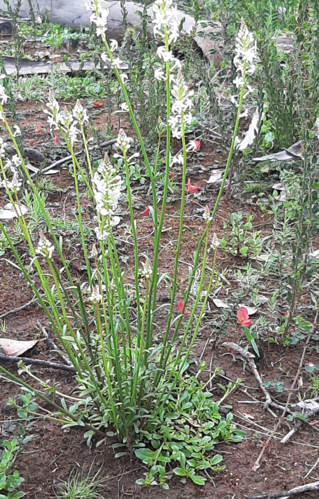 Stackhousia aspericocca at Karatta, SA - 5 Sep 2021