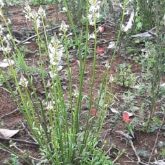 Stackhousia aspericocca at Karatta, SA - 5 Sep 2021 by laura.williams