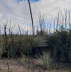 Xanthorrhoea semiplana subsp. tateana at Flinders Chase, SA - 5 Sep 2021 03:12 PM