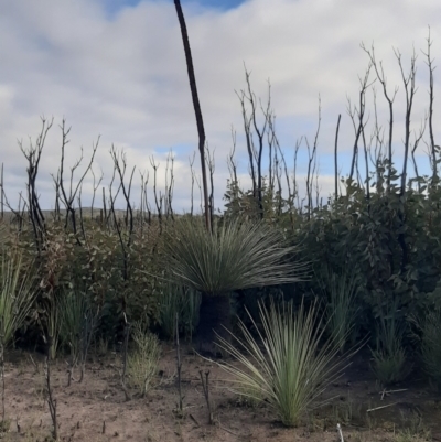 Xanthorrhoea semiplana subsp. tateana (Tate's Grass-tree) at Flinders Chase National Park - 5 Sep 2021 by laura.williams