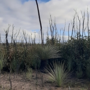 Xanthorrhoea semiplana subsp. tateana at Flinders Chase, SA - 5 Sep 2021
