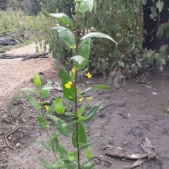 Goodenia ovata (Hop Goodenia) at Flinders Chase National Park - 5 Sep 2021 by laura.williams