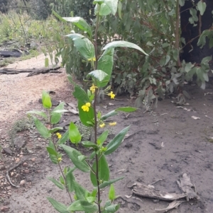 Goodenia ovata at Flinders Chase, SA - 5 Sep 2021 03:21 PM