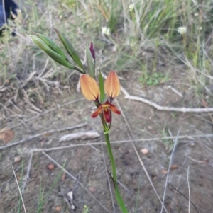 Diuris orientis at Vivonne Bay, SA - 7 Sep 2021