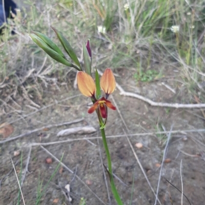 Diuris orientis (Wallflower Orchid) at Vivonne Bay, SA - 7 Sep 2021 by laura.williams