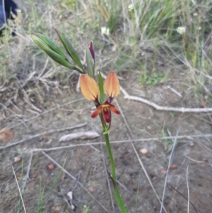 Diuris orientis (Wallflower Orchid) at by laura.williams