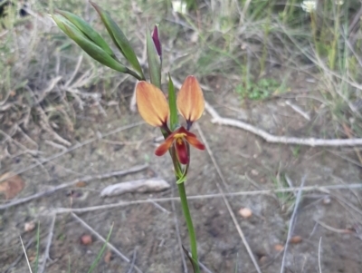 Diuris orientis (Wallflower Orchid) at - 7 Sep 2021 by laura.williams