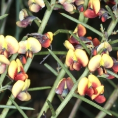 Daviesia genistifolia (Broom Bitter Pea) at Downer, ACT - 11 Sep 2021 by jb2602