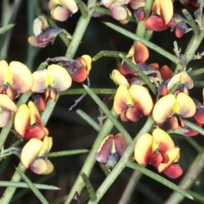 Daviesia genistifolia (Broom Bitter Pea) at Downer, ACT - 11 Sep 2021 by jb2602