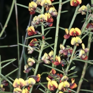 Daviesia genistifolia at Downer, ACT - 11 Sep 2021