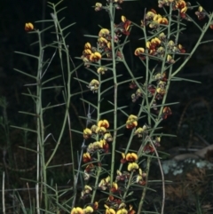 Daviesia genistifolia at Downer, ACT - 11 Sep 2021
