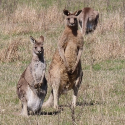 Macropus giganteus (Eastern Grey Kangaroo) at Wanniassa Hill - 11 Sep 2021 by RodDeb