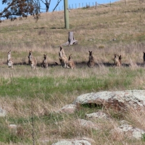 Macropus giganteus at Macarthur, ACT - 11 Sep 2021