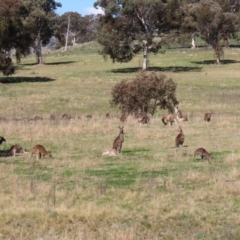 Macropus giganteus at Macarthur, ACT - 11 Sep 2021