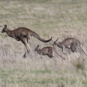 Macropus giganteus at Macarthur, ACT - 11 Sep 2021