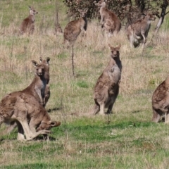 Macropus giganteus at Macarthur, ACT - 11 Sep 2021