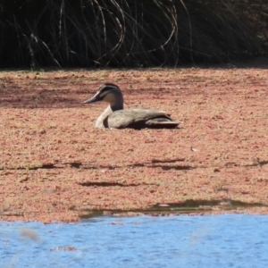 Anas superciliosa at Tuggeranong DC, ACT - 11 Sep 2021 01:48 PM