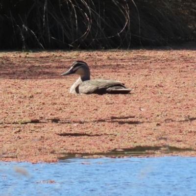 Anas superciliosa (Pacific Black Duck) at Tuggeranong DC, ACT - 11 Sep 2021 by RodDeb