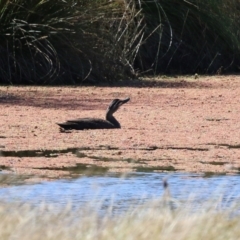 Anas superciliosa at Tuggeranong DC, ACT - 11 Sep 2021 01:48 PM