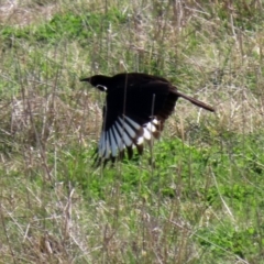 Corcorax melanorhamphos (White-winged Chough) at Macarthur, ACT - 11 Sep 2021 by RodDeb