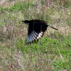 Corcorax melanorhamphos at Macarthur, ACT - 11 Sep 2021 01:40 PM