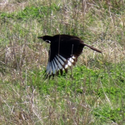 Corcorax melanorhamphos (White-winged Chough) at Wanniassa Hill - 11 Sep 2021 by RodDeb