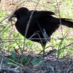 Corcorax melanorhamphos at Macarthur, ACT - 11 Sep 2021 01:40 PM