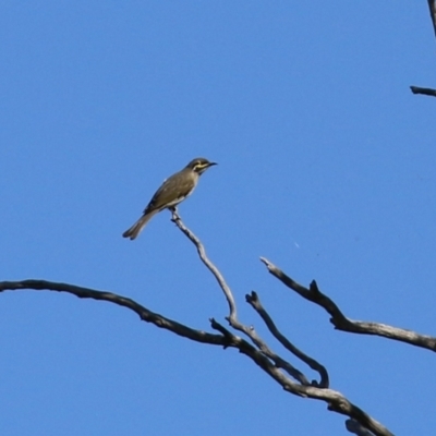 Caligavis chrysops (Yellow-faced Honeyeater) at Tuggeranong DC, ACT - 11 Sep 2021 by RodDeb