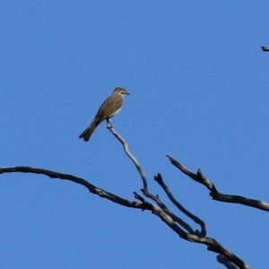 Caligavis chrysops at Tuggeranong DC, ACT - 11 Sep 2021 02:06 PM