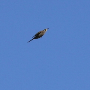 Caligavis chrysops at Tuggeranong DC, ACT - 11 Sep 2021 02:06 PM