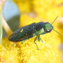 Melobasis obscurella (Obscurella jewel beetle) at Downer, ACT - 11 Sep 2021 by Harrisi