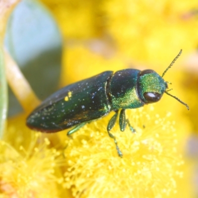 Melobasis obscurella (Obscurella jewel beetle) at Downer, ACT - 11 Sep 2021 by Harrisi