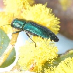 Melobasis obscurella at Downer, ACT - 11 Sep 2021