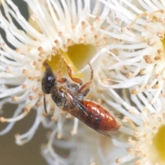 Lasioglossum (Homalictus) punctatus (A halictid bee) at Cooleman Ridge - 2 Sep 2021 by Harrisi