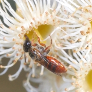 Lasioglossum (Homalictus) punctatum at Chapman, ACT - 2 Sep 2021 04:42 PM