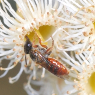 Lasioglossum (Homalictus) punctatum (A halictid bee) at Chapman, ACT - 2 Sep 2021 by Harrisi