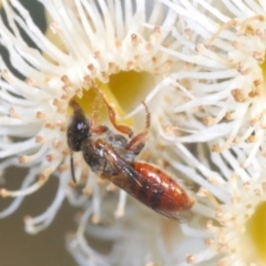 Homalictus (Homalictus) punctatus (A halictid bee) at Cooleman Ridge - 2 Sep 2021 by Harrisi
