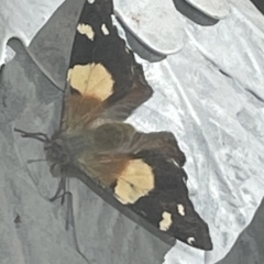 Vanessa itea (Yellow Admiral) at Queanbeyan West, NSW - 11 Sep 2021 by Yasmin