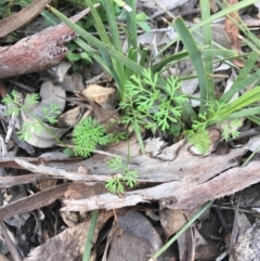 Daucus glochidiatus at Downer, ACT - 10 Sep 2021