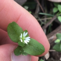 Stellaria media (Common Chickweed) at Black Mountain - 10 Sep 2021 by Ned_Johnston