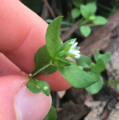 Stellaria media at Downer, ACT - 10 Sep 2021 03:11 PM