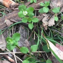 Stellaria media at Downer, ACT - 10 Sep 2021 03:11 PM