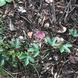 Passiflora cinnabarina at Downer, ACT - 10 Sep 2021 03:12 PM