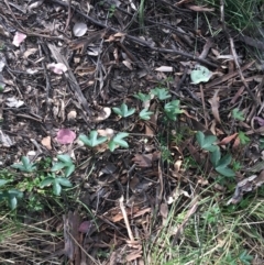 Passiflora cinnabarina at Downer, ACT - 10 Sep 2021
